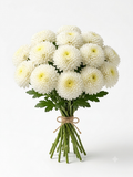 Crisantemo Pompón Blanco (pompon chrysanthemum)
