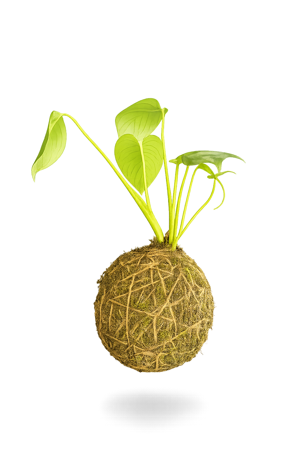 KOKEDAMA