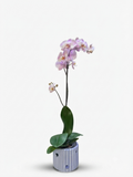 Orquídea