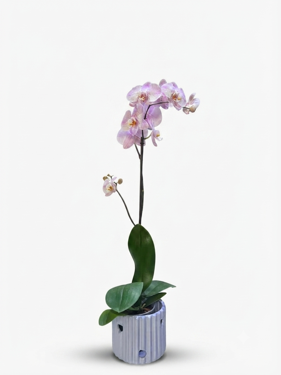 Orquídea