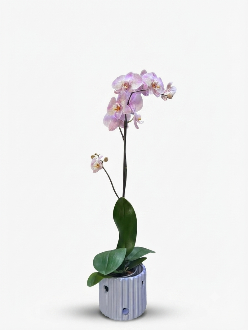 Orquídea