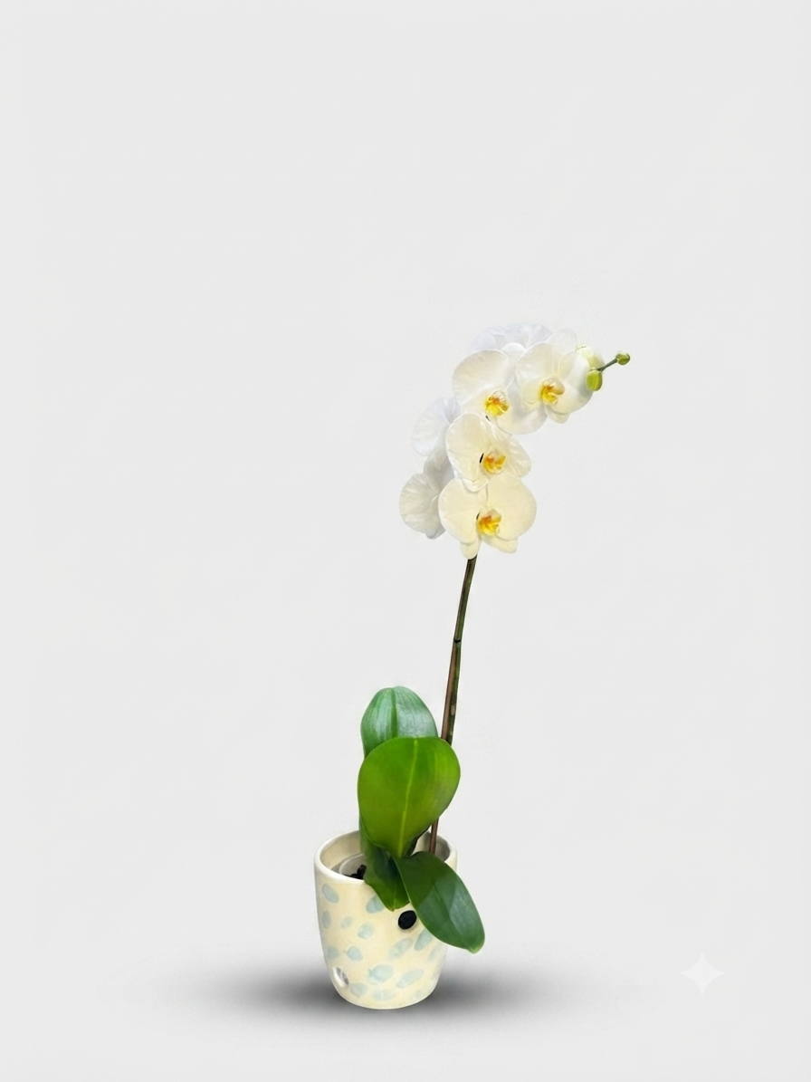 Orquídea