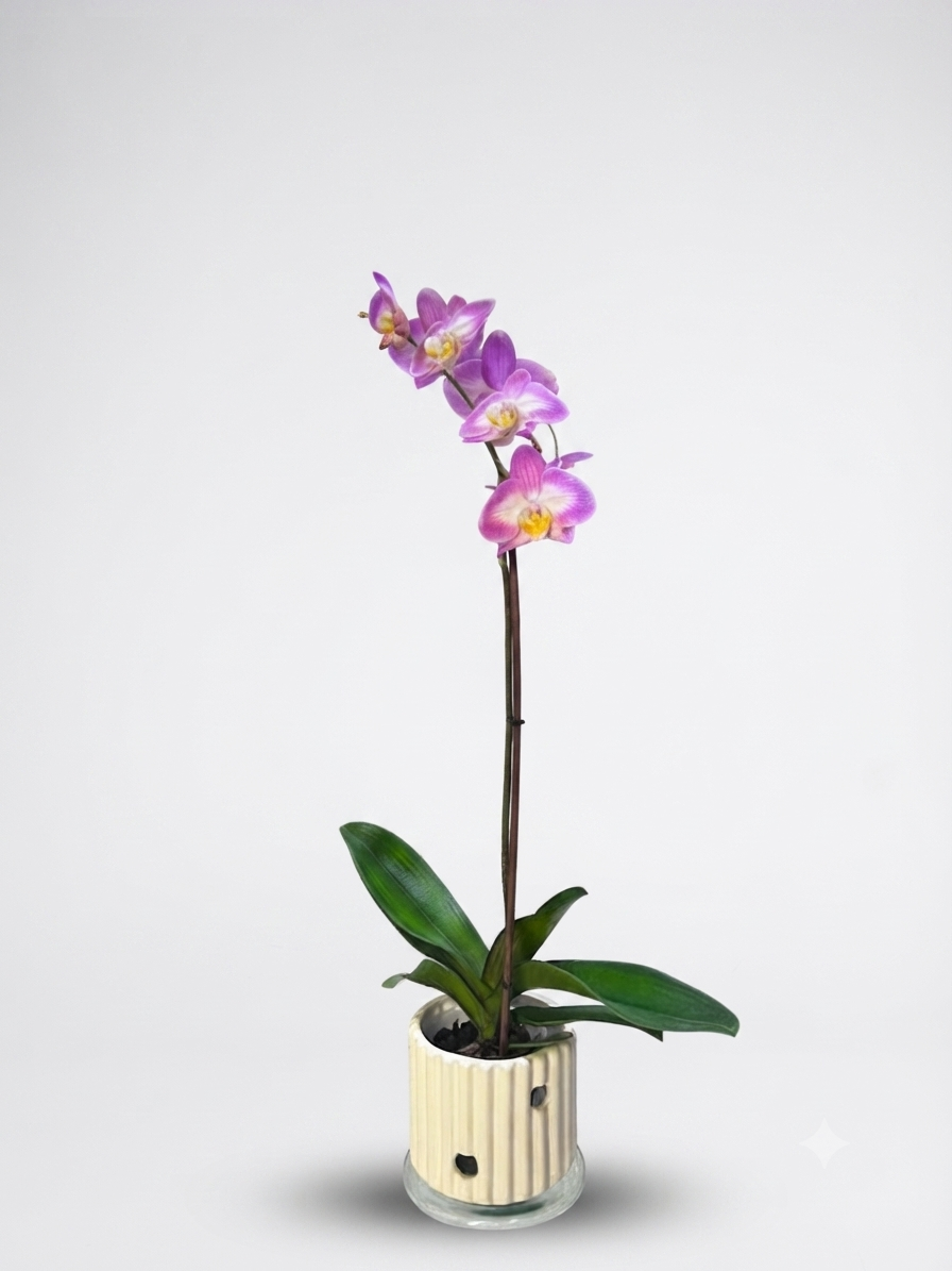 Orquídea