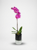 Orquídea