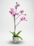 Orquídea