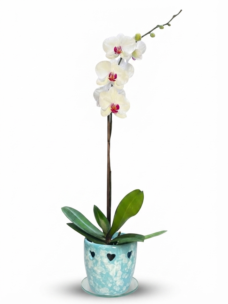 Orquídeas