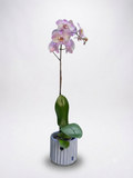 Orquídea