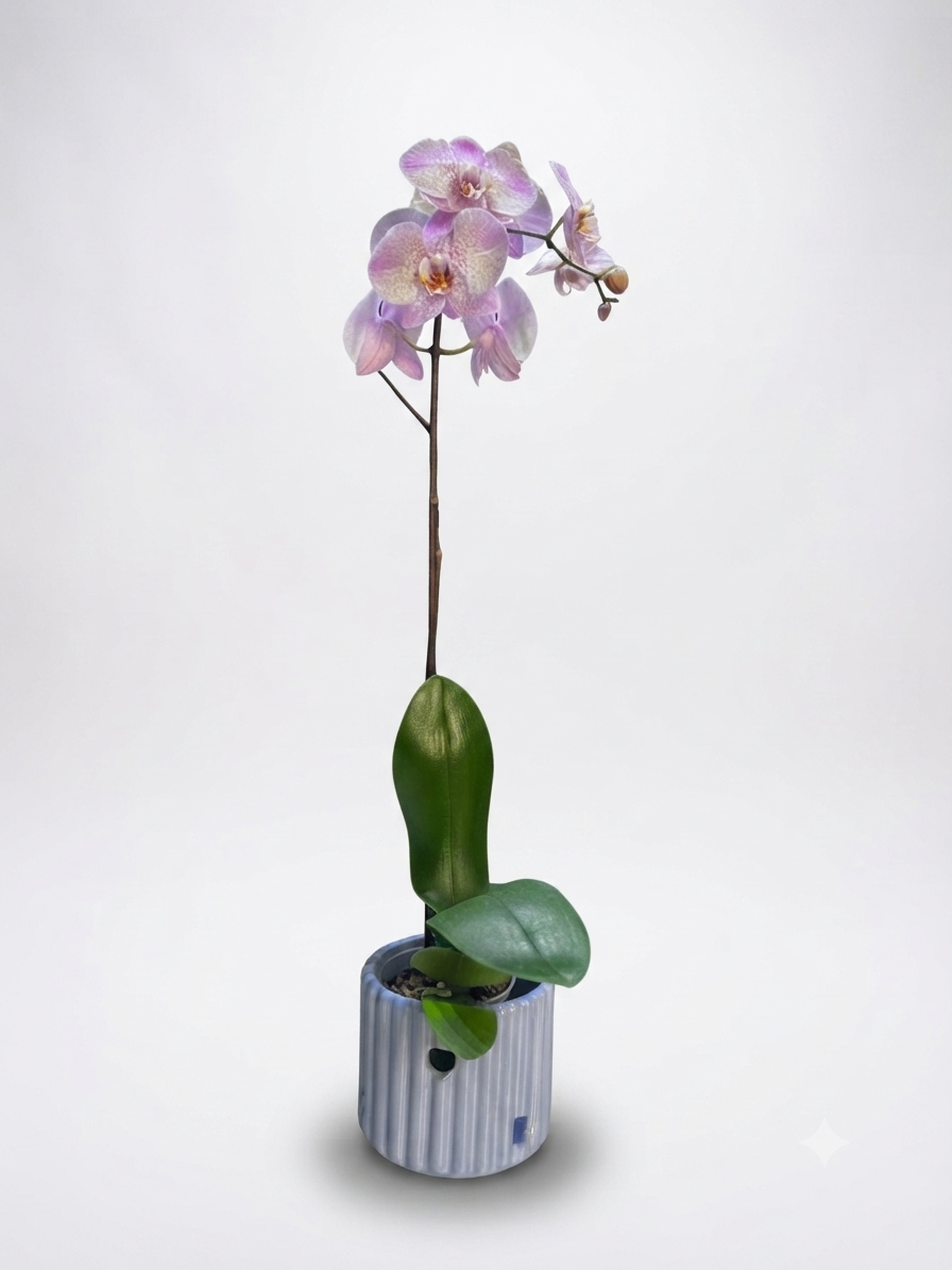 Orquídea